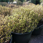 Барбарис Тунберга Тини Голд С15 20-25