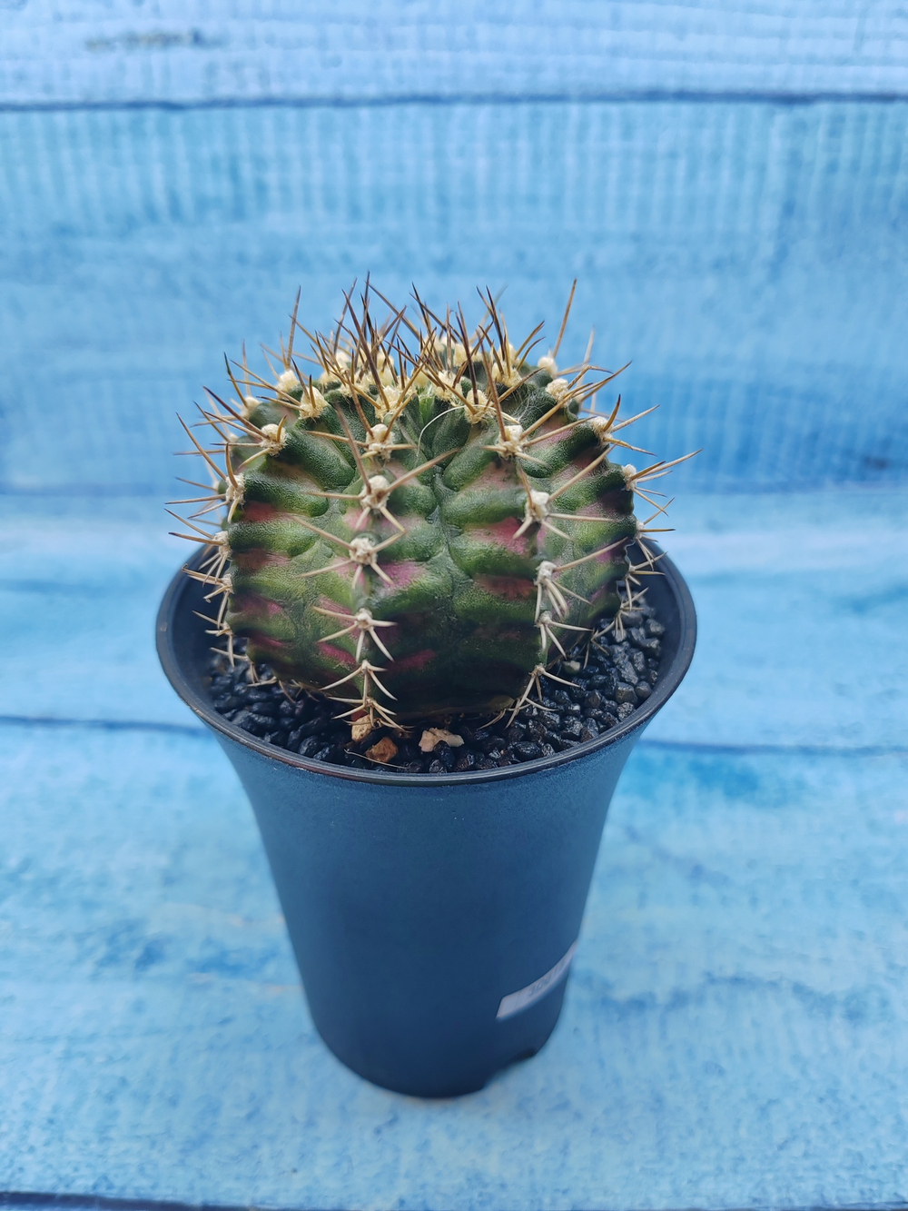 Gymnocalycium T-Rex Pink hybride (Гимнокалициум T-rex)