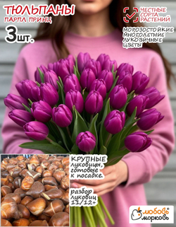 Тюльпан Луковица, Парпл Принц, 3+ шт
