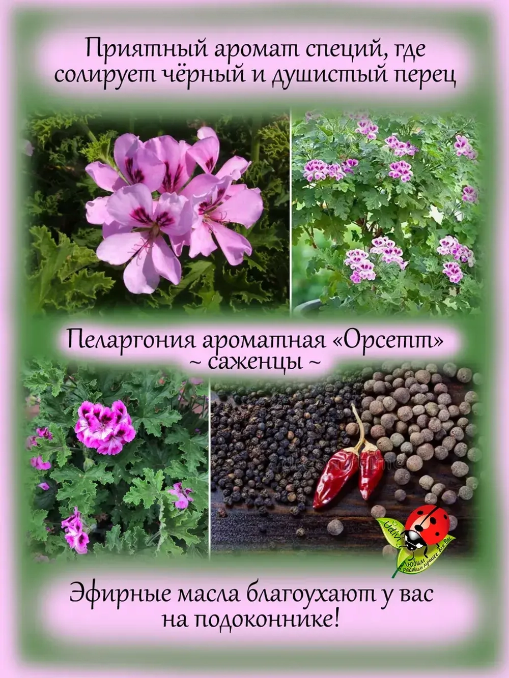 Пеларгония Орсетт душистая аромат перца
