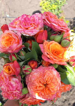 ЛА ВИЛЛА КОТТА (La Villa Cotta )