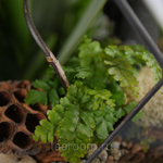 Флорариум с орхидеей и водопадом Будда Фаберже