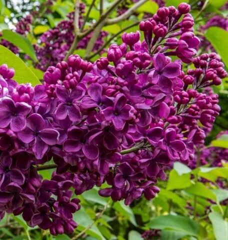 Сирень Сумерки