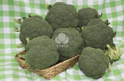 Тандер дом F1 семена капусты брокколи (Takii / Таки)