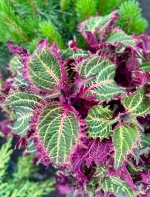 Колеус Peter’s Wonder