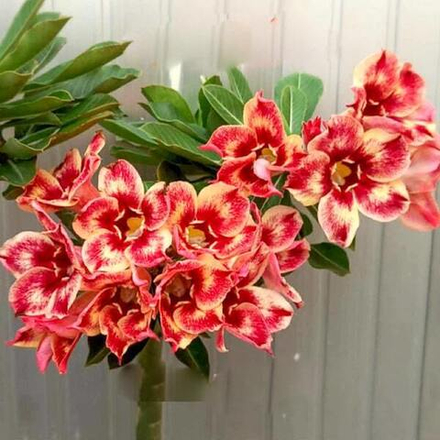 Адениум PAPRIKA