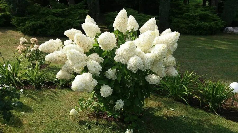 Полар Бир (Polar Bear, «Полярный медведь»)