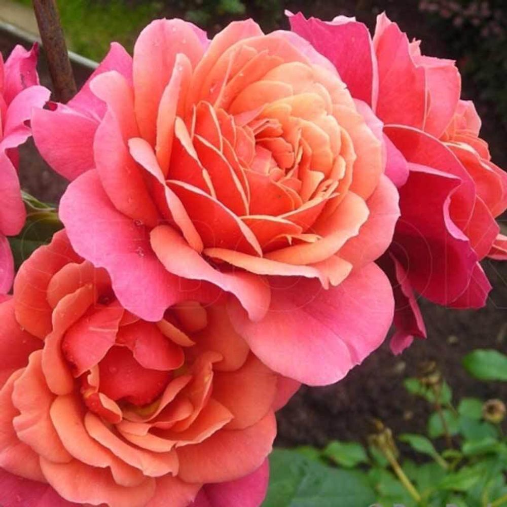 Аптаун Гёрл (Uptown Girl)