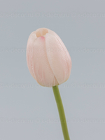 Тюльпан силикон VIP нежно-розовый