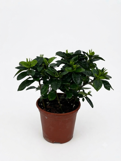 Гардения jasminoides д. 16