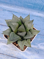 Haworthia Comptoniana hyb. (Хавортия)