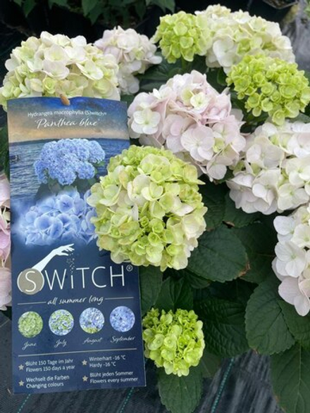 S.W.I.T.C.H PANTHEA / Пантея (Стандарт поставки Р9)2025г.