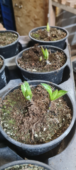 Speedy Red Purple/Спидди Ред Парпл