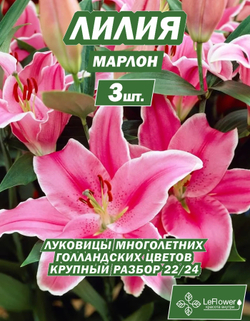 Луковичные цветы лилия марлон, разбор 22/24, 3 шт