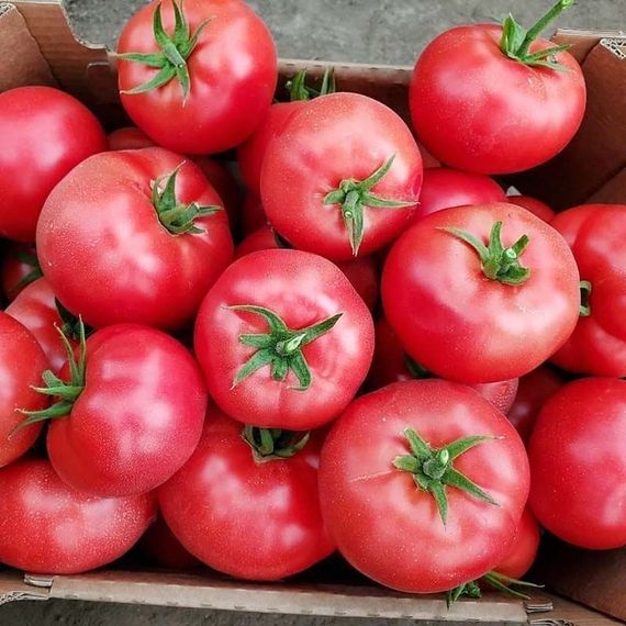 МЕЙ ШУАЙ F1 семена томата индетерминантного (Seminis)