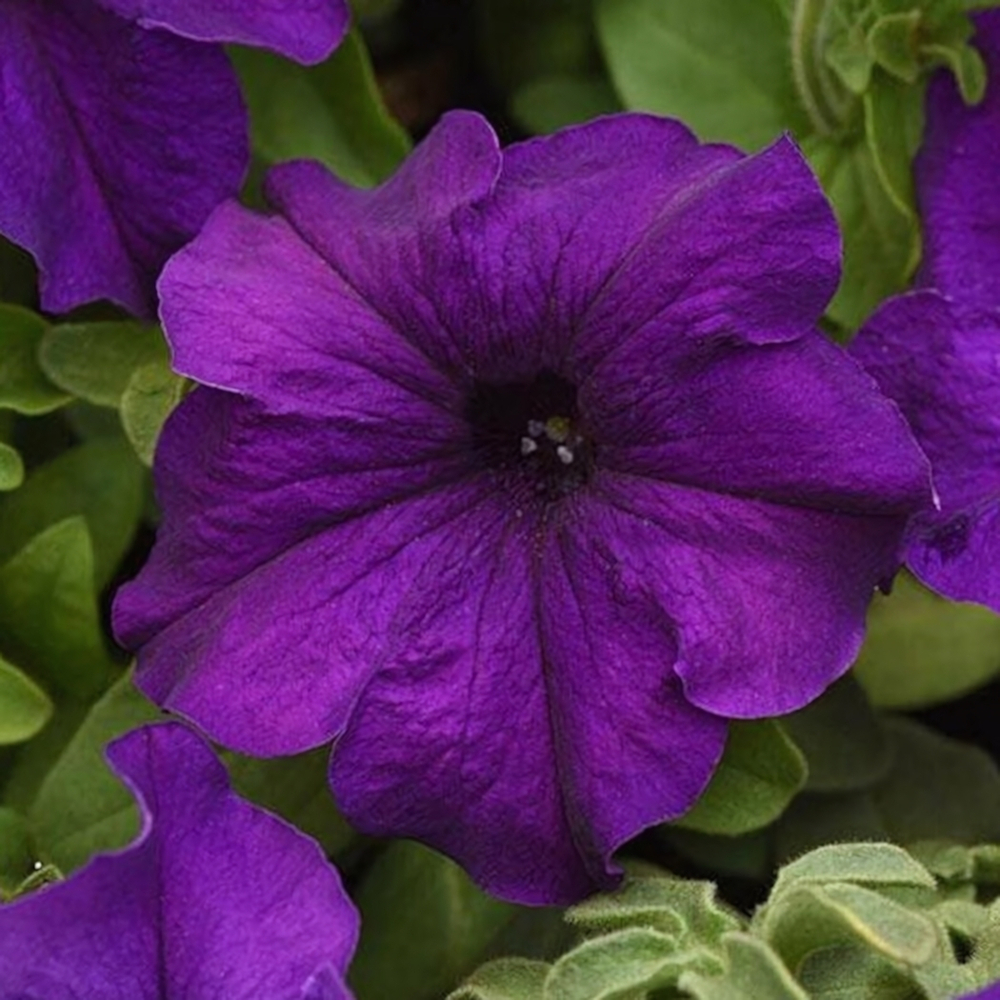 ПЕТУНИЯ Суперкаскад Блю, грандифлора, крупноцветковая 10шт ЛЮКС Цв.пак. (10шт)