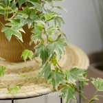 Хедера хеликс Вайт Риппл 13/15