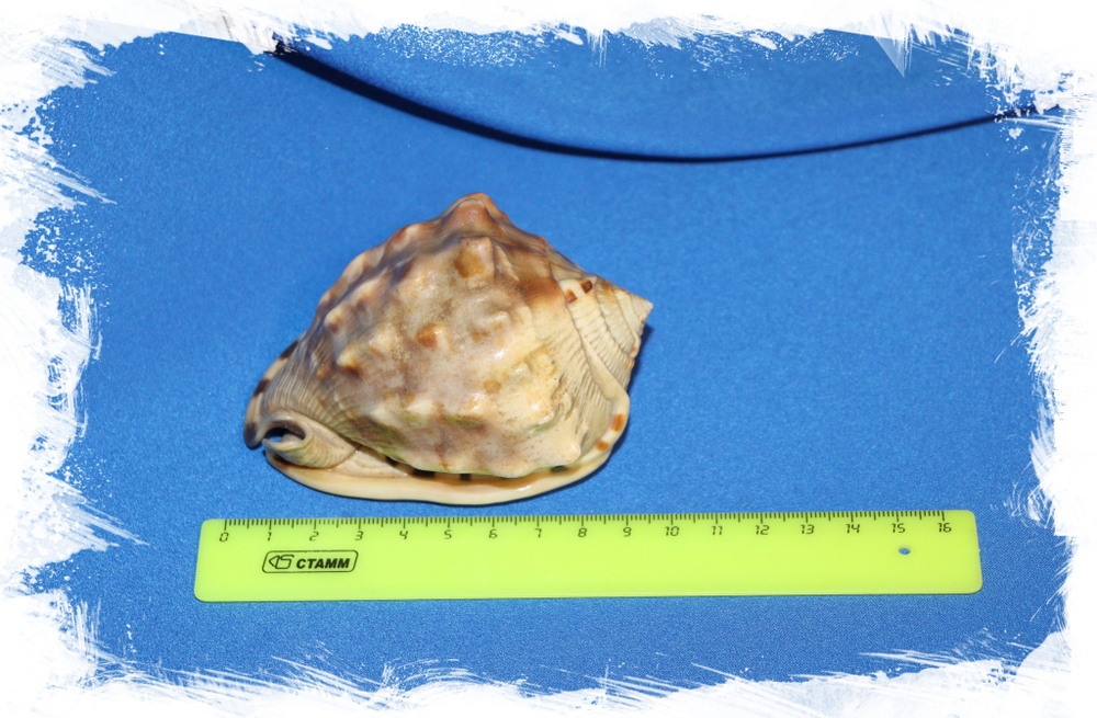 Cassis marmorata размер