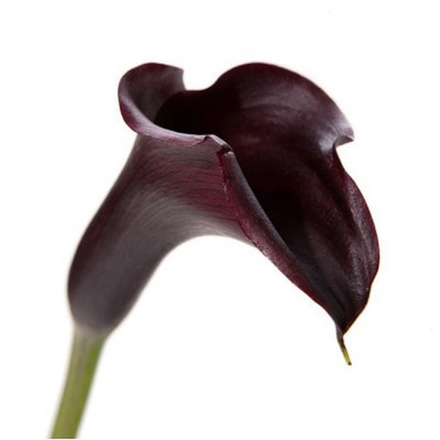 Калла бордовая