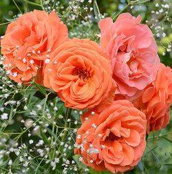 Таттон (Tatton)