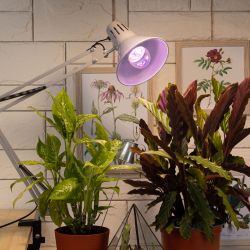 Фитолампа для растений светодиодная ЭРА FITO-11W-Ra90-E27 полного спектра 11 Вт Е27 | Фитолампы Е27