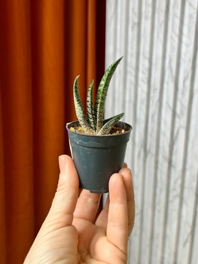 Гастерия Амур, D6см Н10см, Urban Jungle