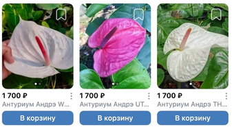 Антуриумы размер мини