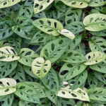 Монстера ADANSONII ARCHIPELAGO VAR