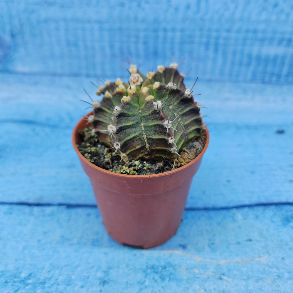 Gymnocalycium Friedrichii (Гимнокалициум)