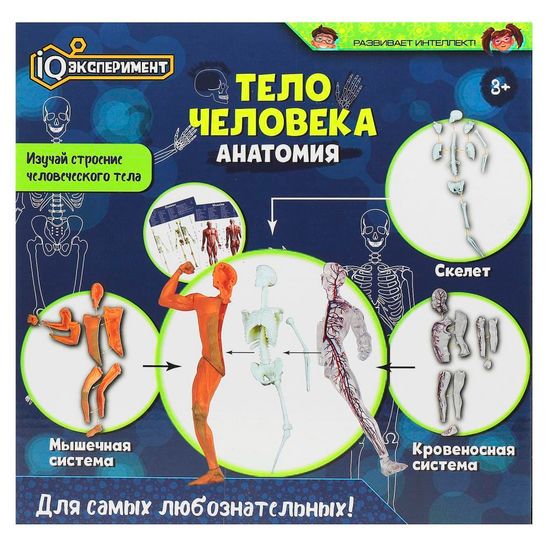 Игрушка опыты тело человека IQ Эксперимент
