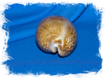 Cypraea oculata