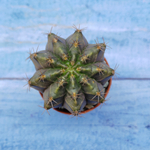 Gymnocalycium Friedrichii (Гимнокалициум)