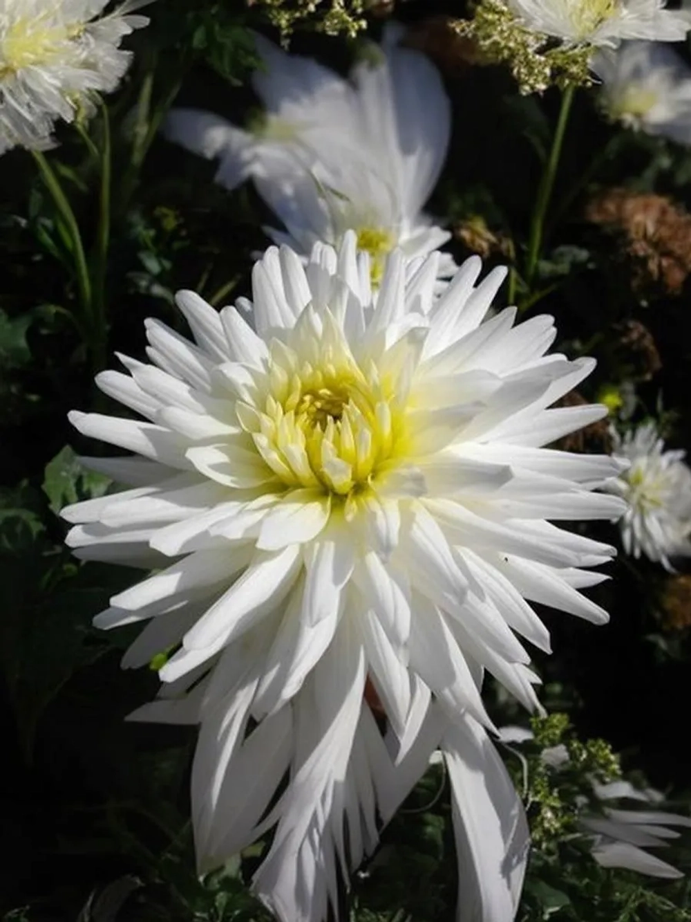 Георгин кактусовидный Май Лав