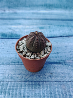 Суккулент Euphorbia Obesa (Эуфорбия)