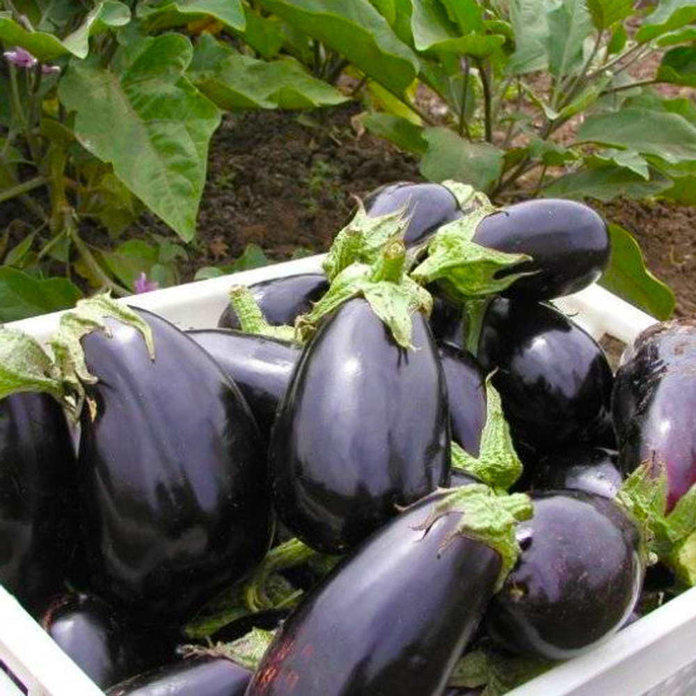 Эпик F1 семена баклажана (Seminis / Семинис)