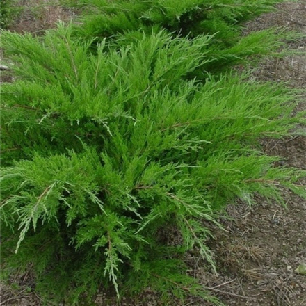 Можжевельник средний Минт Джулеп С4/5 40-60