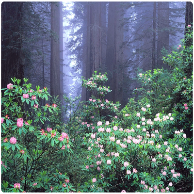 Практический Интенсив «Магические Часы Птиц». Вебинар 4