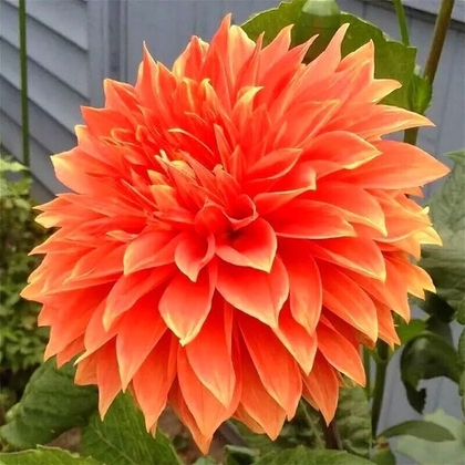 Георгина Парклэнд Глори