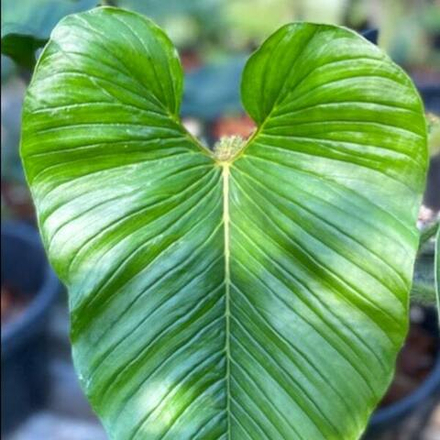 Филодендрон SERPENTS