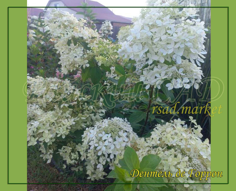 Гортензия метельчатая Дентель де горрон - Кружево Горрона (Hydrangea paniculata `Dentelle de Gorron`)