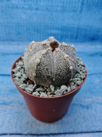 Astrophytum Asterias "Super Kabuto" (Астрофитум)