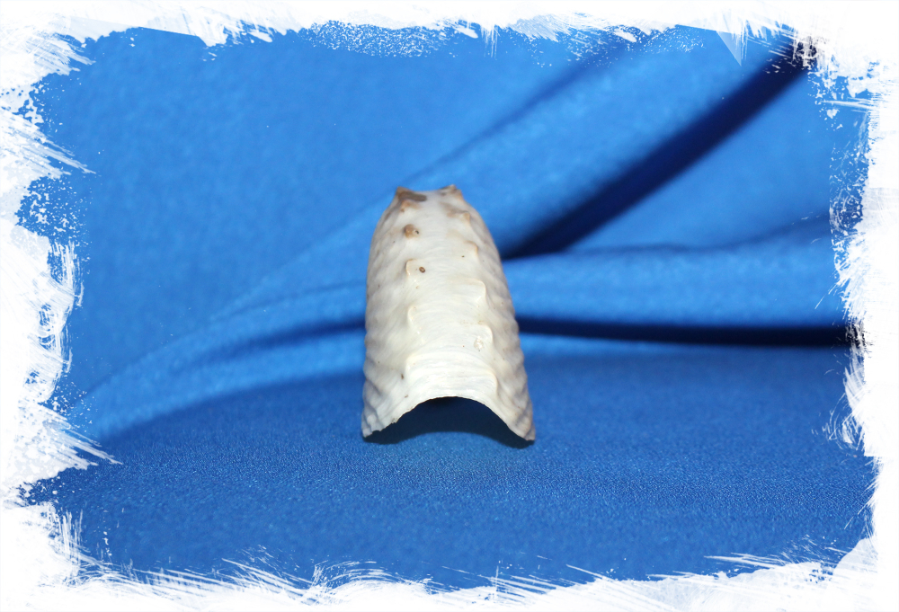 Ракушка аргонавт Хиенс, Argonauta hians