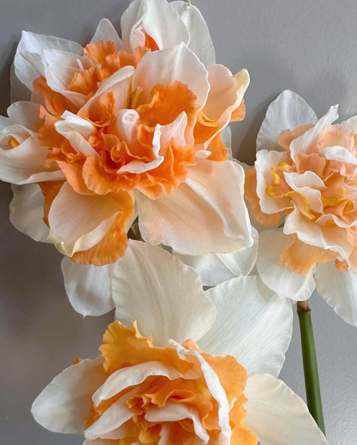 Нарцисс Реплет Закупка М79 сентябрь 2026