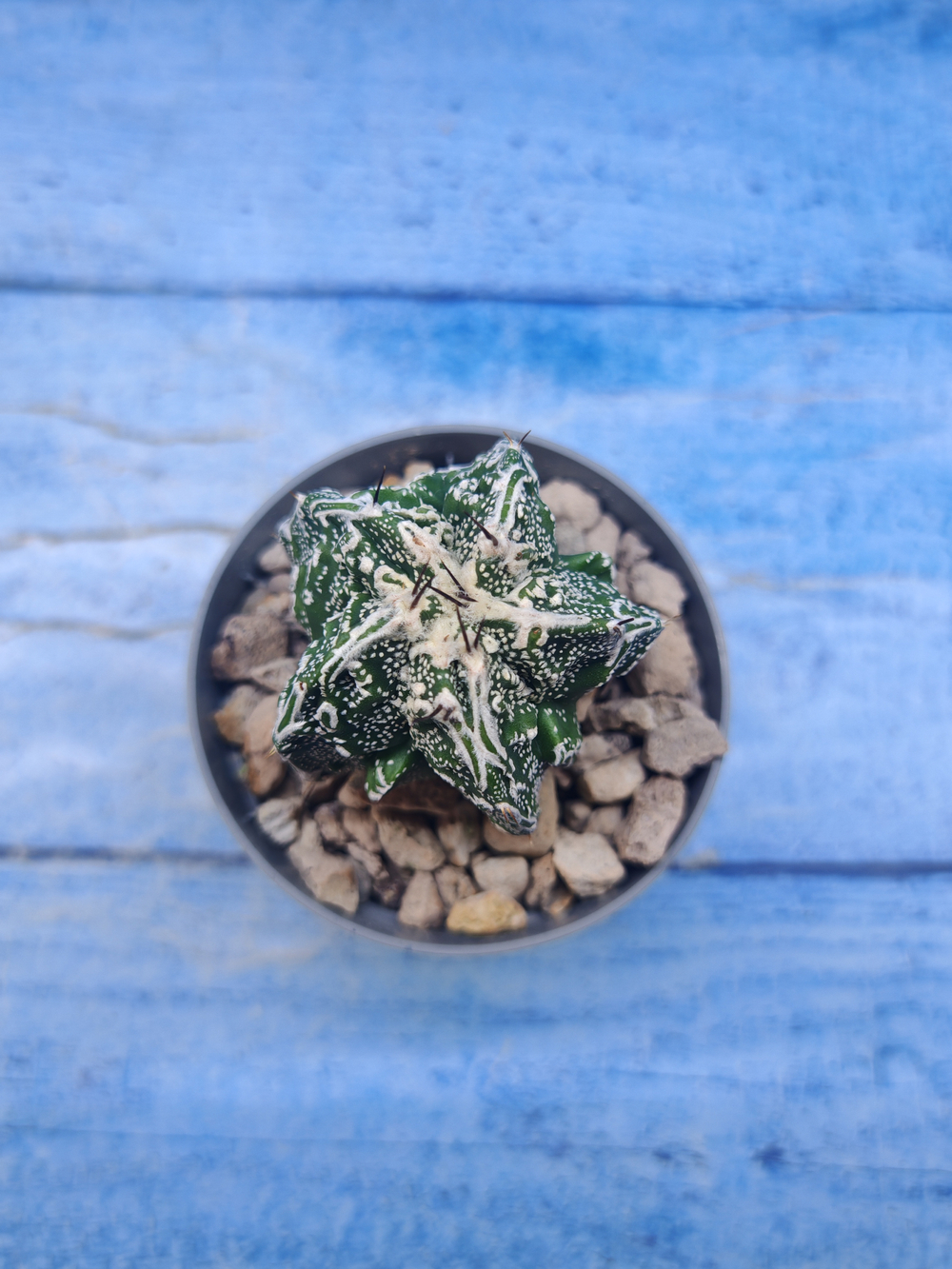 Astrophytum Myriostigma Fukuryu (Астрофитум)