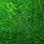 Хлопок Травка