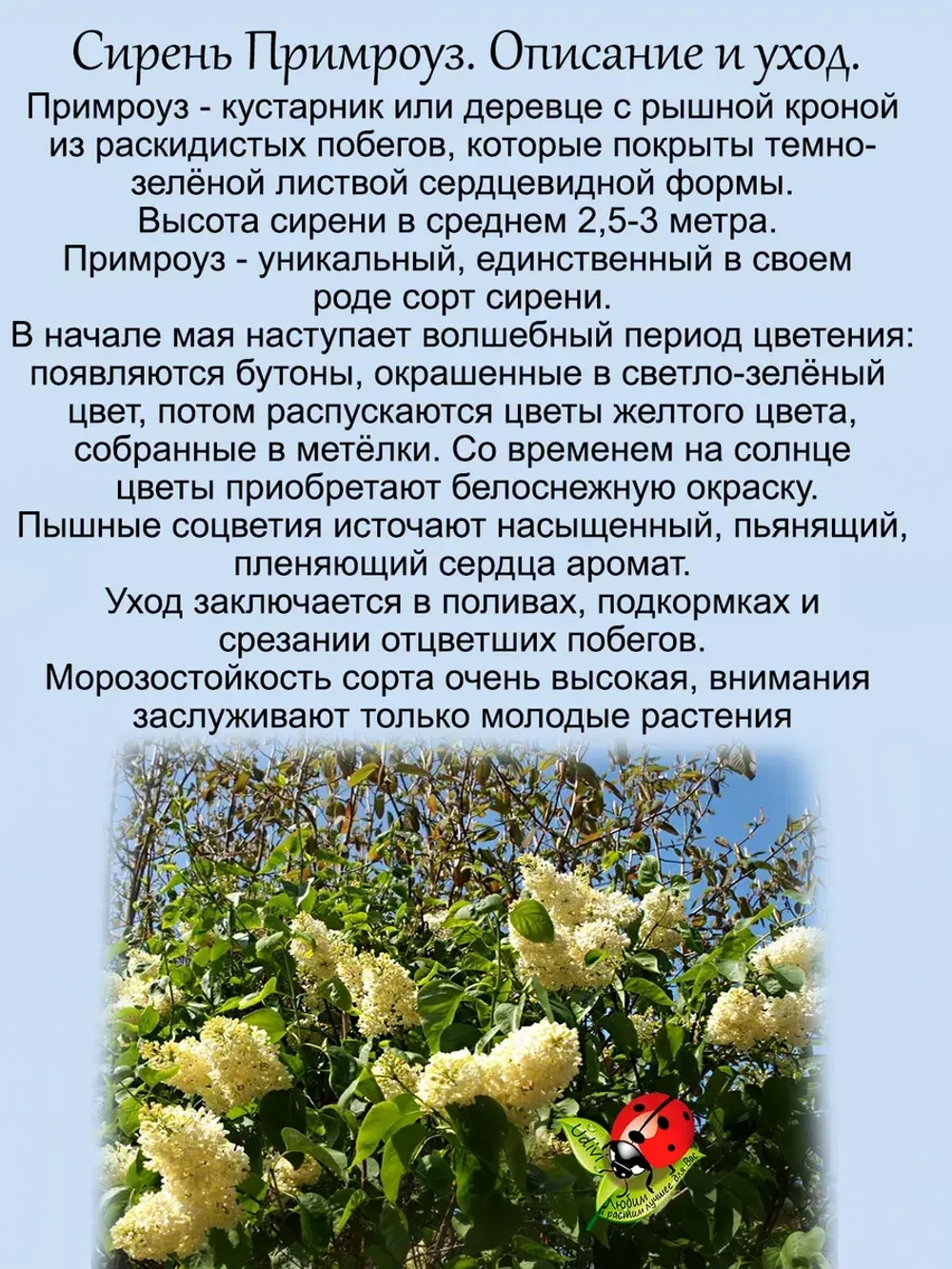Сирень Примроуз жёлтая