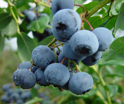 Голубика Либерти С5 Закупка М44 апрель 2026