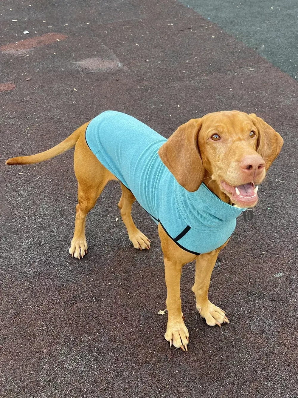 Свитер для собак на молнии попона