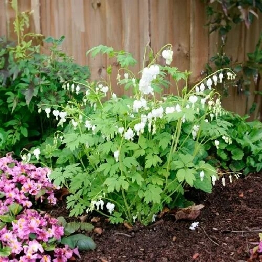 Дицентра Alba (Великолепная)