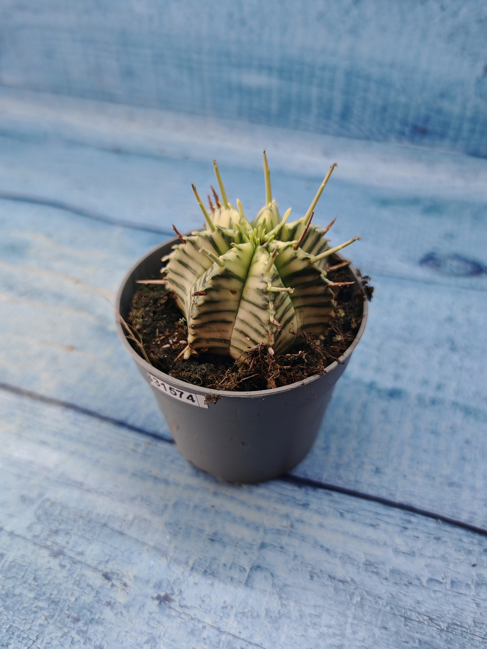 Euphorbia meloformis f. Variegated (Эуфорбия вариегатная)